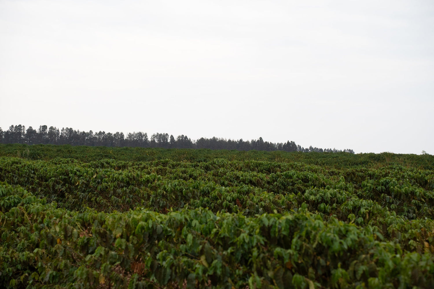 Daterra 6: Cultivating the Future of Coffee