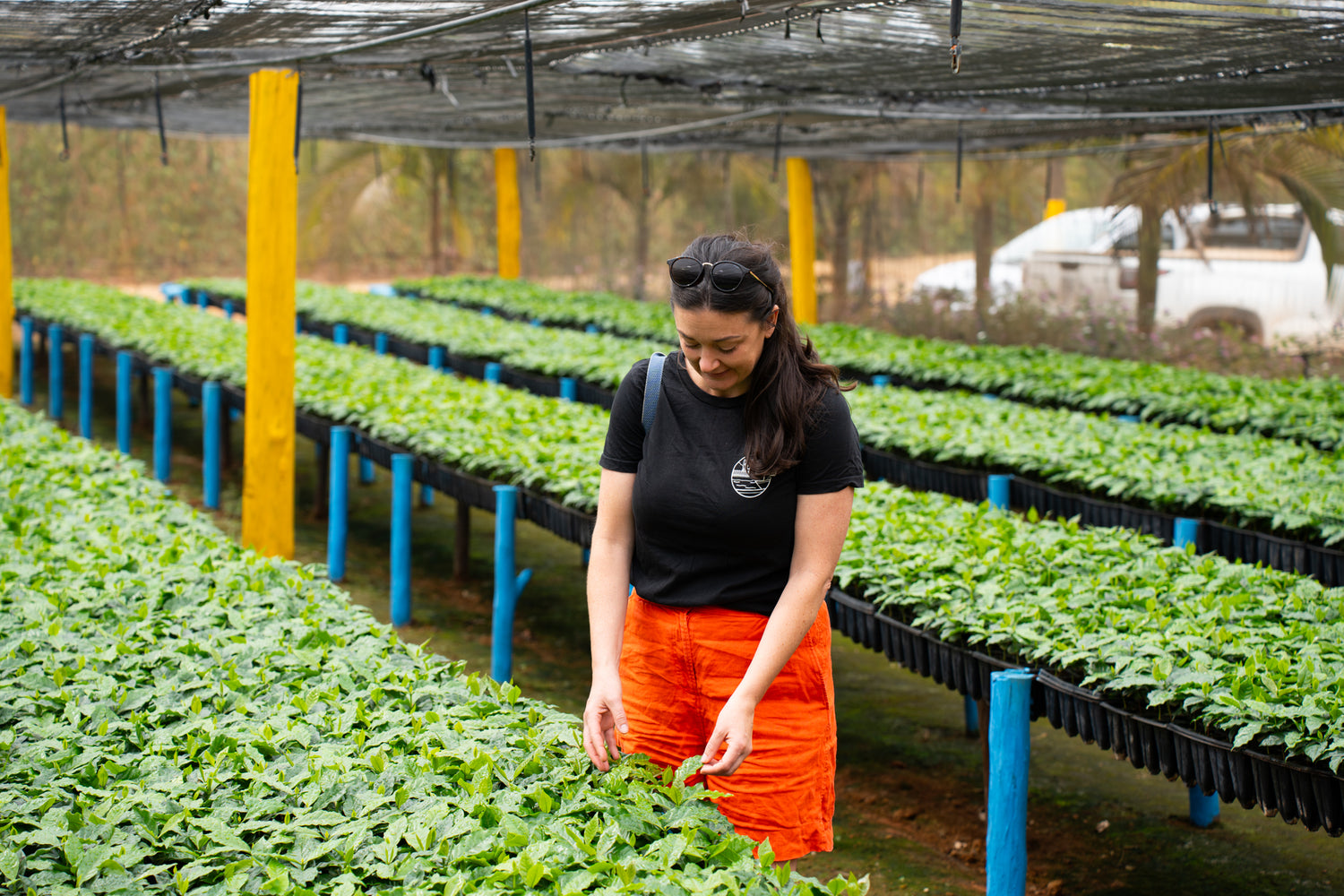 The Baron: Daterra, Brazil - Climpson & Sons