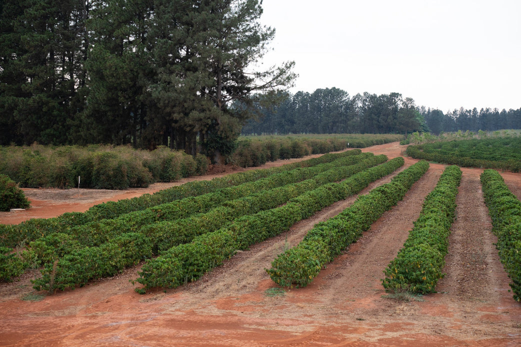 The Baron: Daterra, Brazil - Climpson & Sons
