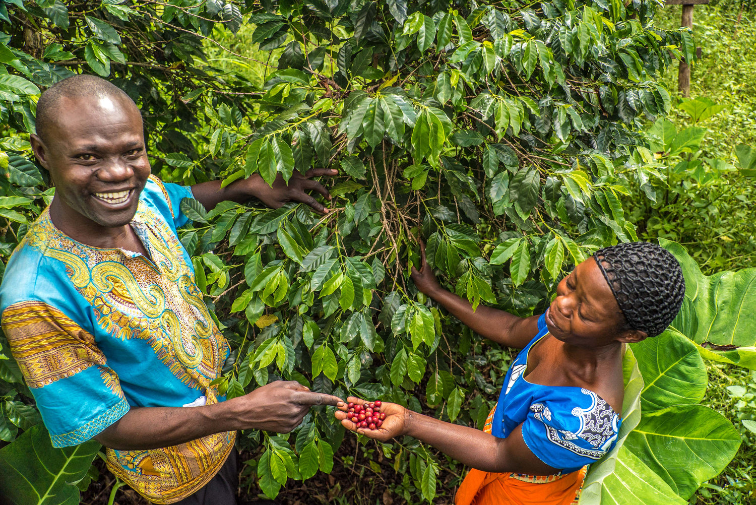 The Rise of Ugandan Coffee