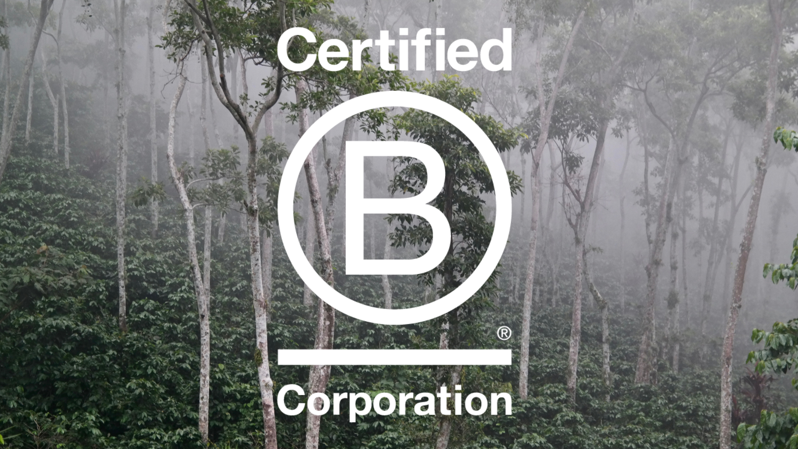 Climpson & Sons Achieves B Corp Certification. What Does It Mean?