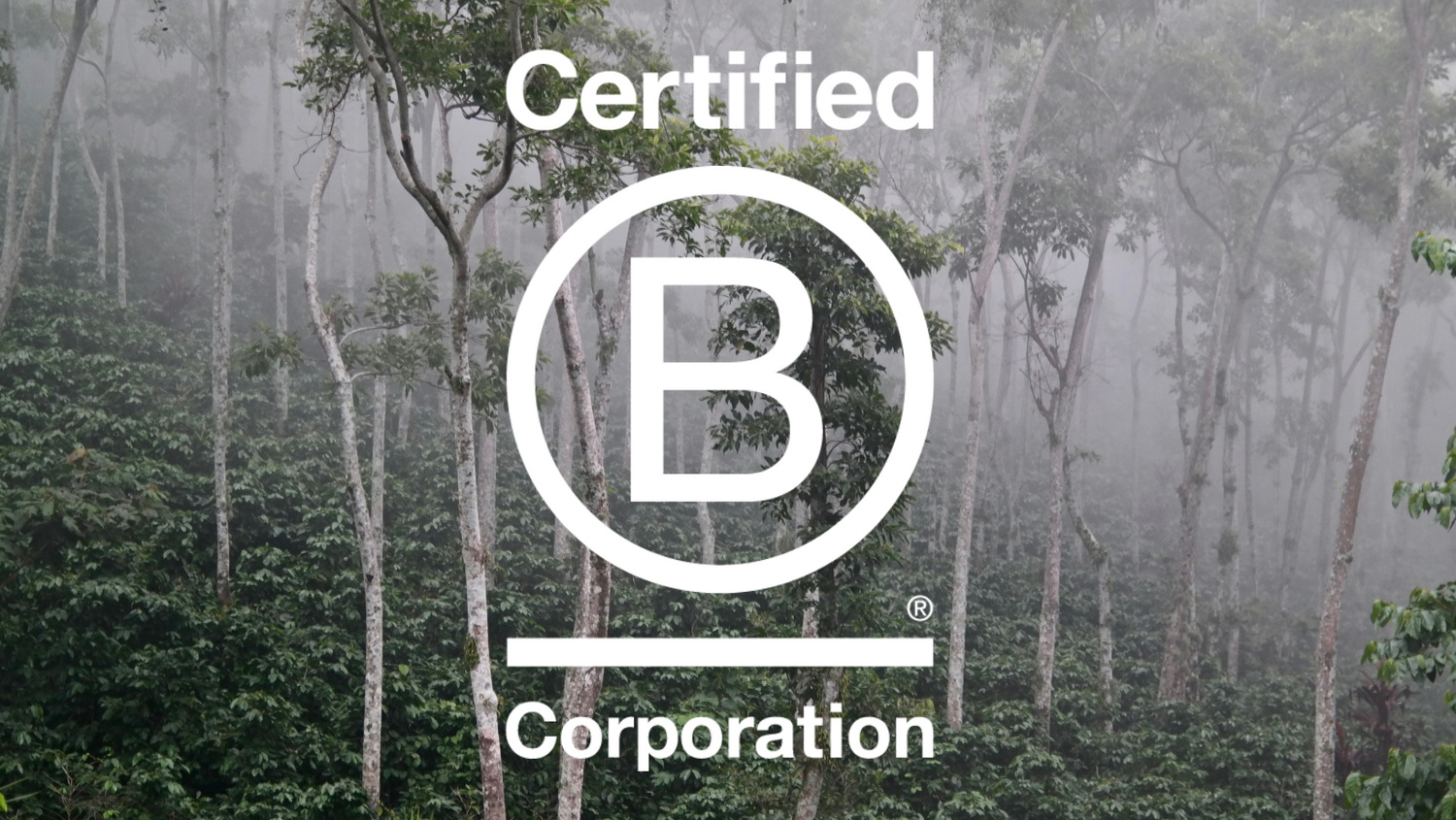 Climpson & Sons Achieves B Corp Certification. What Does it Mean?