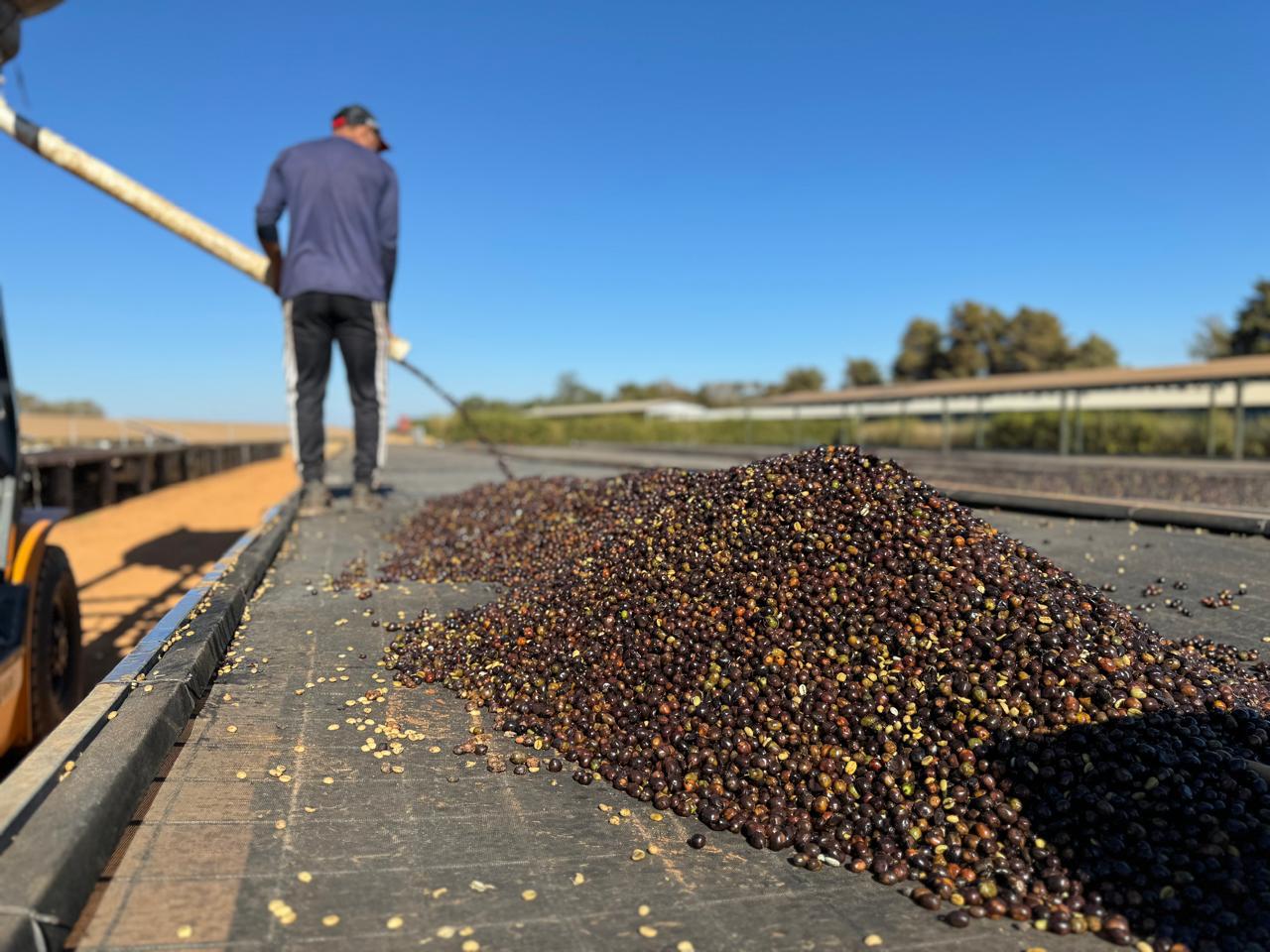 The Daterra 6: One Coffee, Six Unique Processing Methods