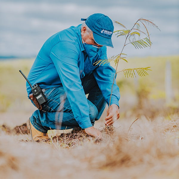 Q&A with Daterra Estate: The Reforestation Project
