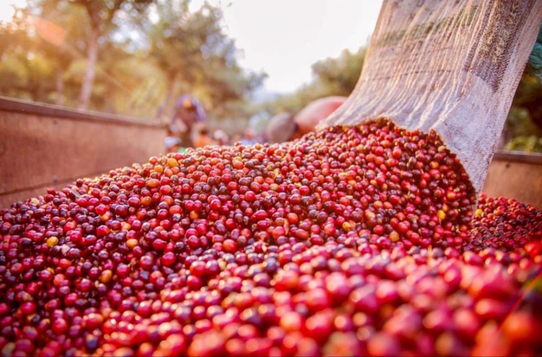 A history of coffee cultivation in India with Indochina Coffee
