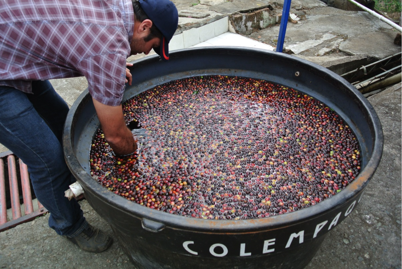 Coffee fermentation - Facts and things to know