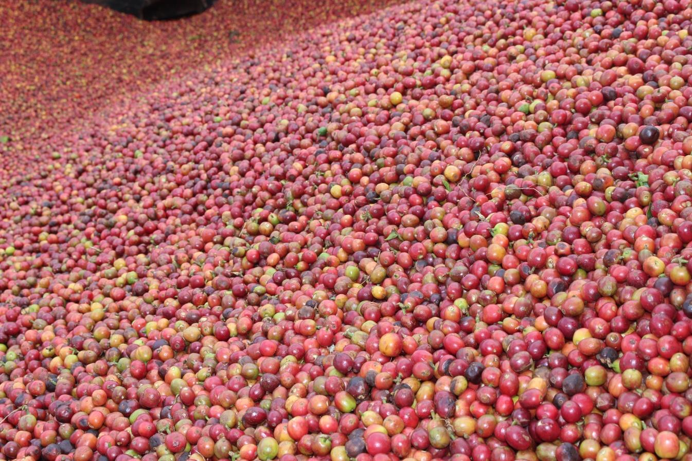 Karinga, Kenya