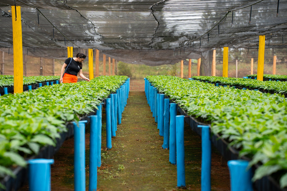 Daterra Brazil Coffee Farm 