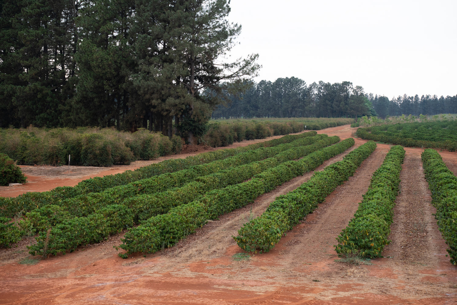 The Baron: Daterra Estate, Brazil