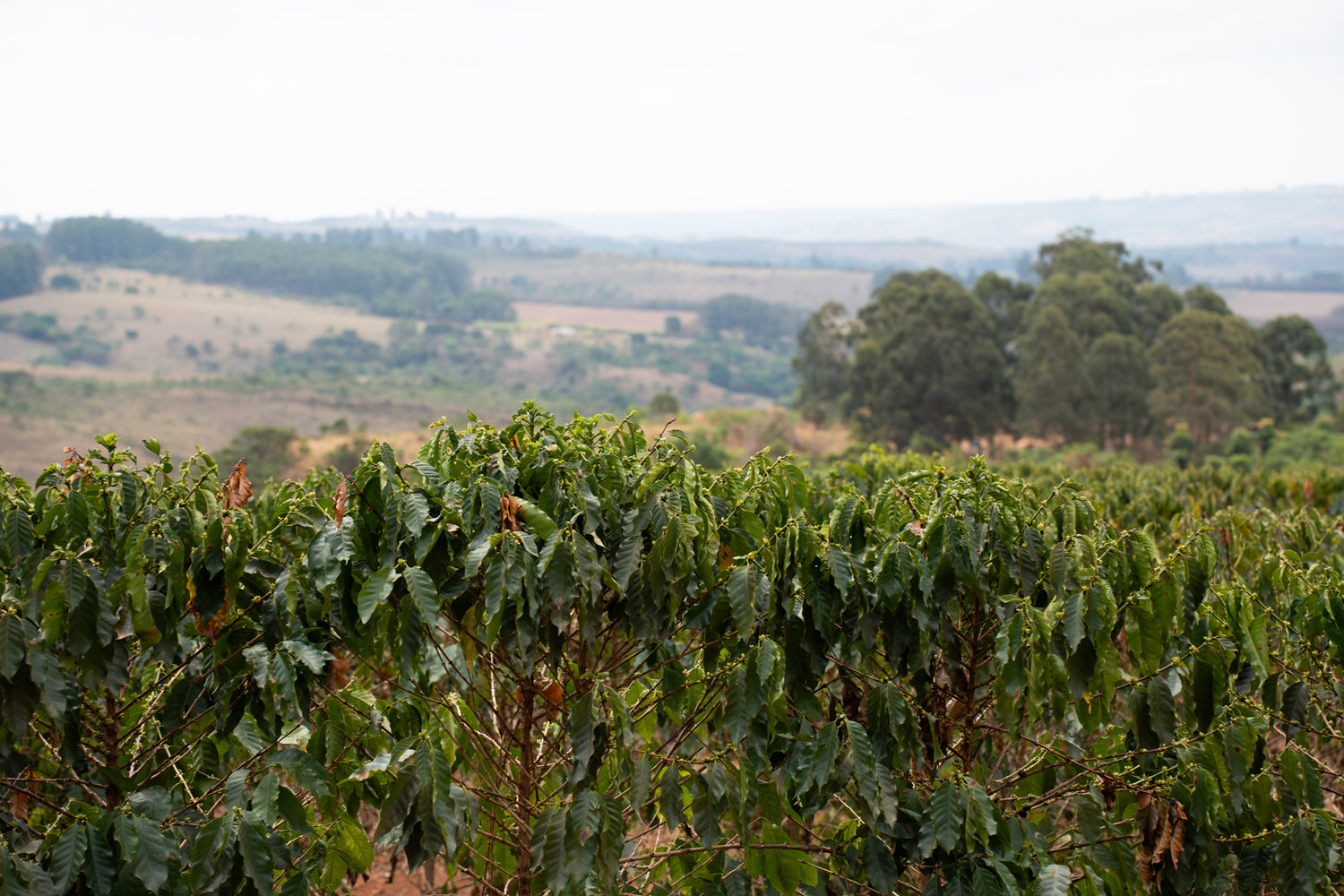 The Baron (Bruno's Pick): Fazenda Inhame, Brazil - Climpson & Sons
