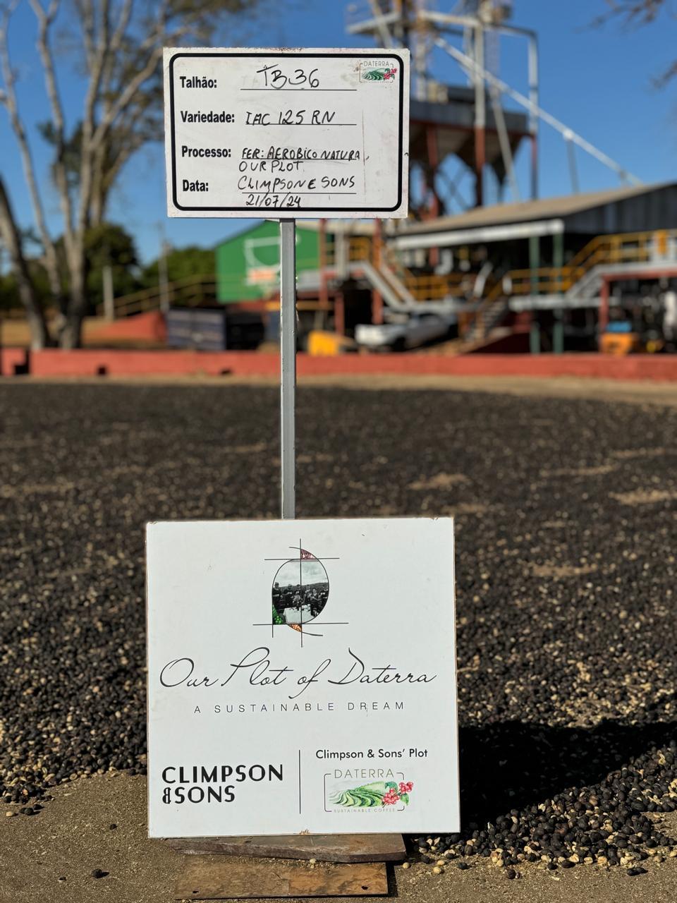 coffee beans drying on tray