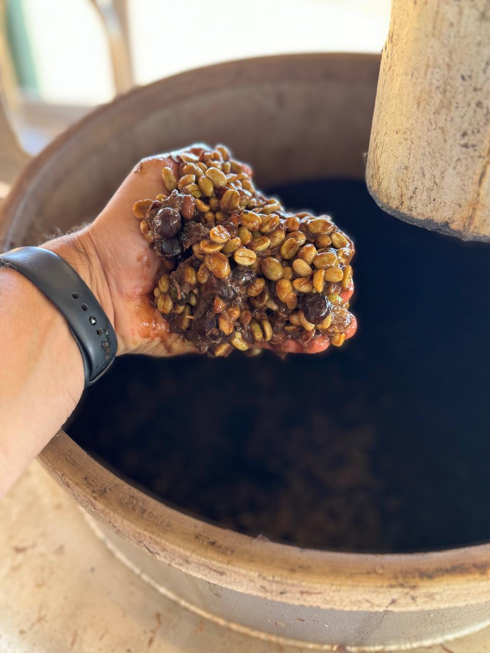 green coffee beans wet