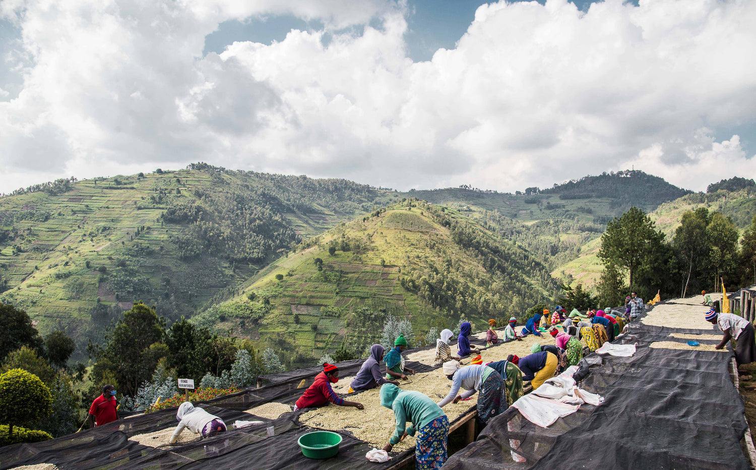 Musasa Ruli, Rwanda farm in Africa